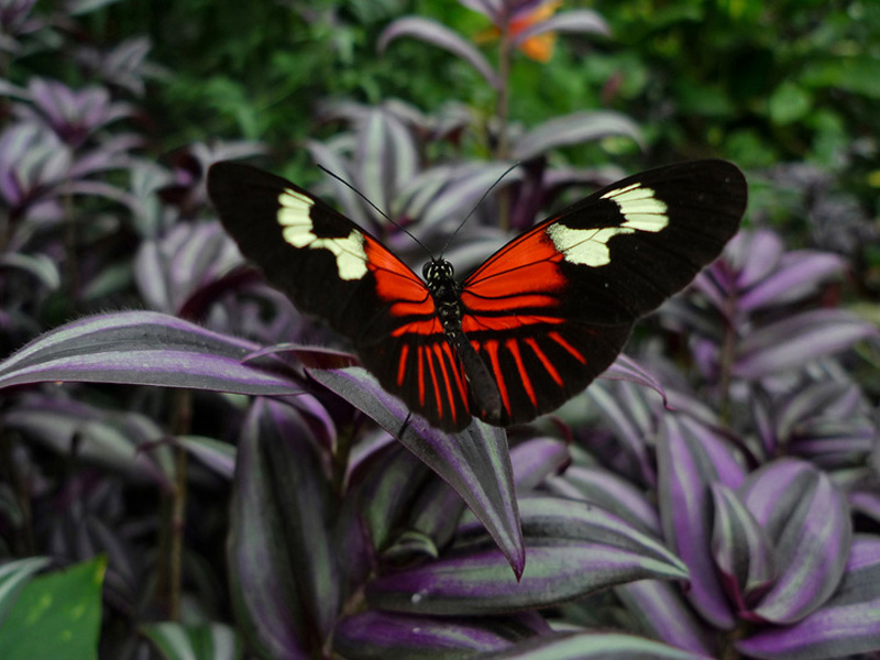 Vlindorado